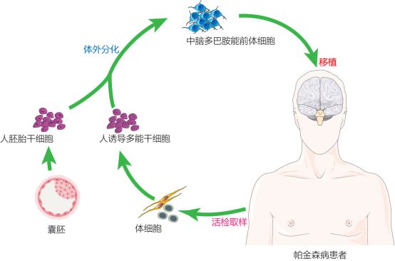 復(fù)旦校友領(lǐng)航，躍賽生物獲數(shù)千萬(wàn)元天使輪融資，深耕干細(xì)胞治療新賽道