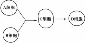 細胞融合技術關鍵方法與流程解析