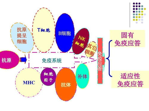 chimigen HBV 細胞與體液免疫雙介導下的聯合治療新范式